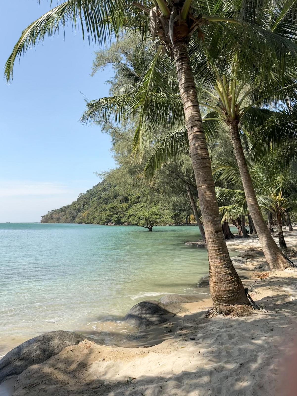 Palm trees leaning over rocks on a calm tropical shoreline